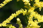 Goldenrod